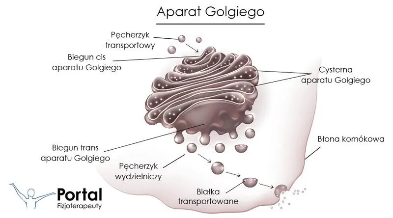 Aparat Golgiego w komórkach