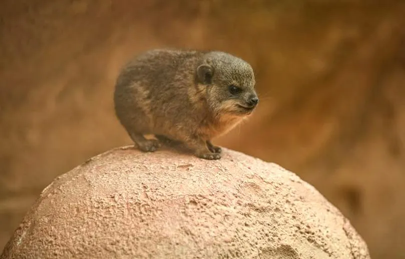 Aparat Hyrax