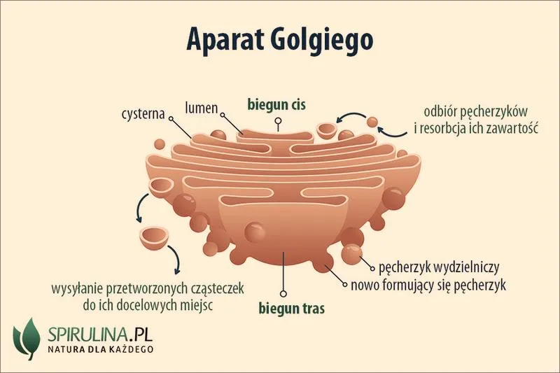 Rola aparatu Golgiego